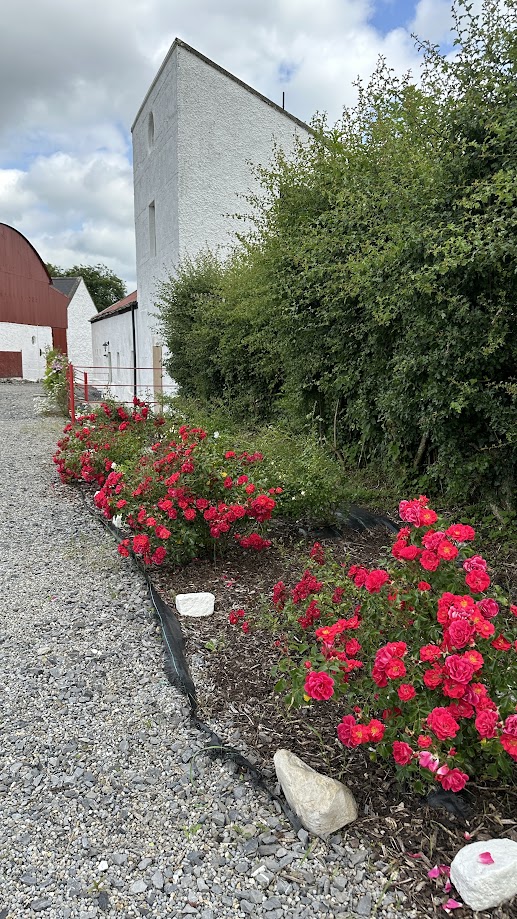 Loughnavalley Cottages, Back Garden Roses