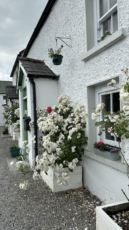 Loughnavalley Cottages, Daisys Cottage, Exterior Flowers 2