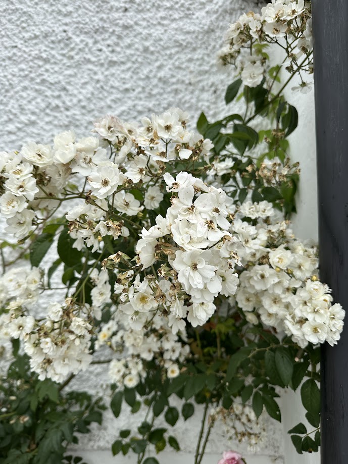 Loughnavalley Cottages, Daisys Cottage, Exterior Flowers